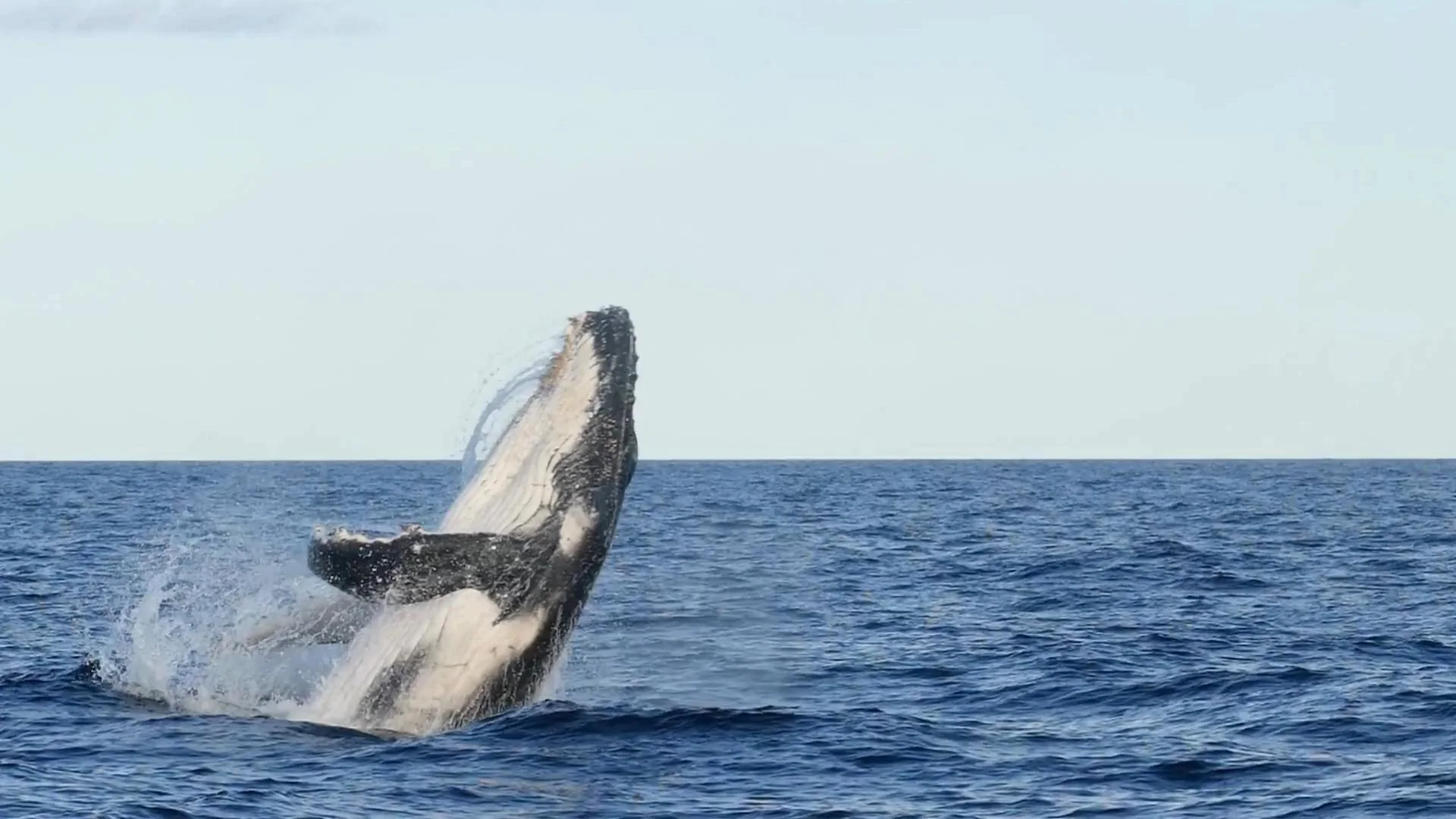 Whale watching off Mirissa
