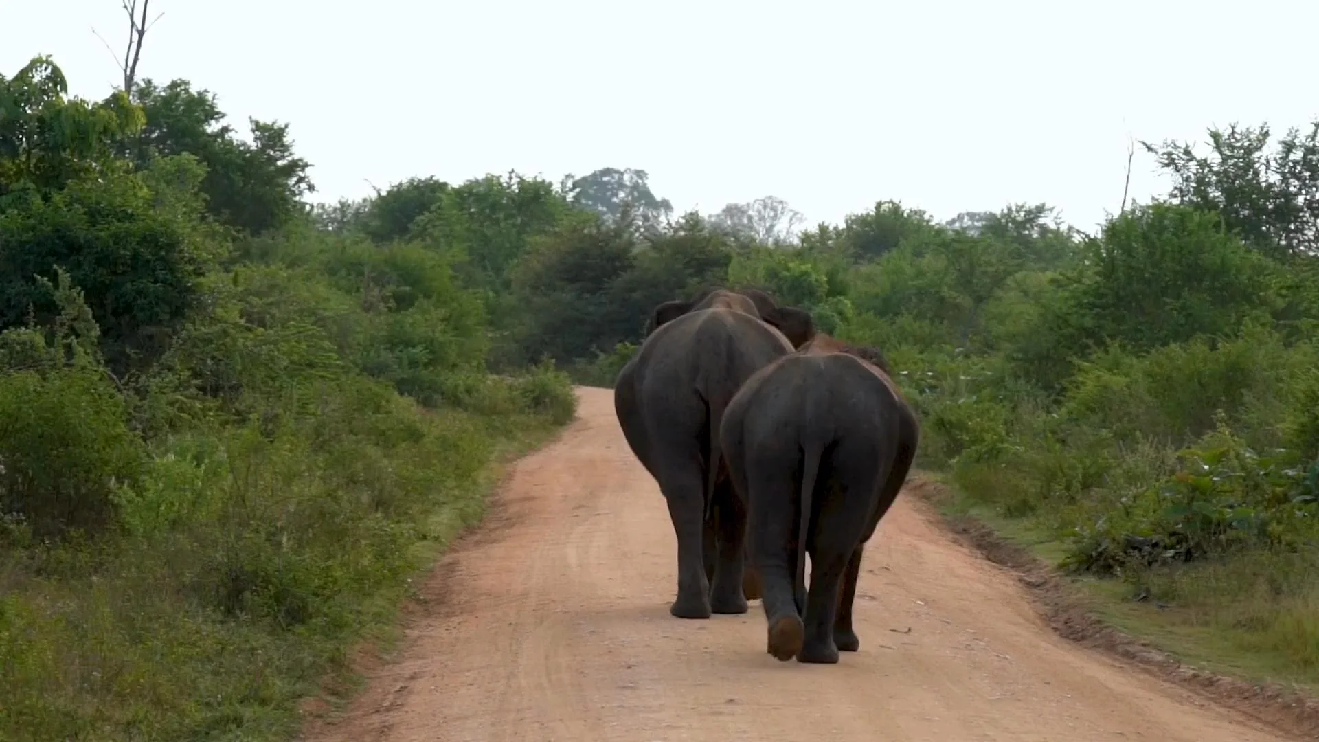 Yala National Park