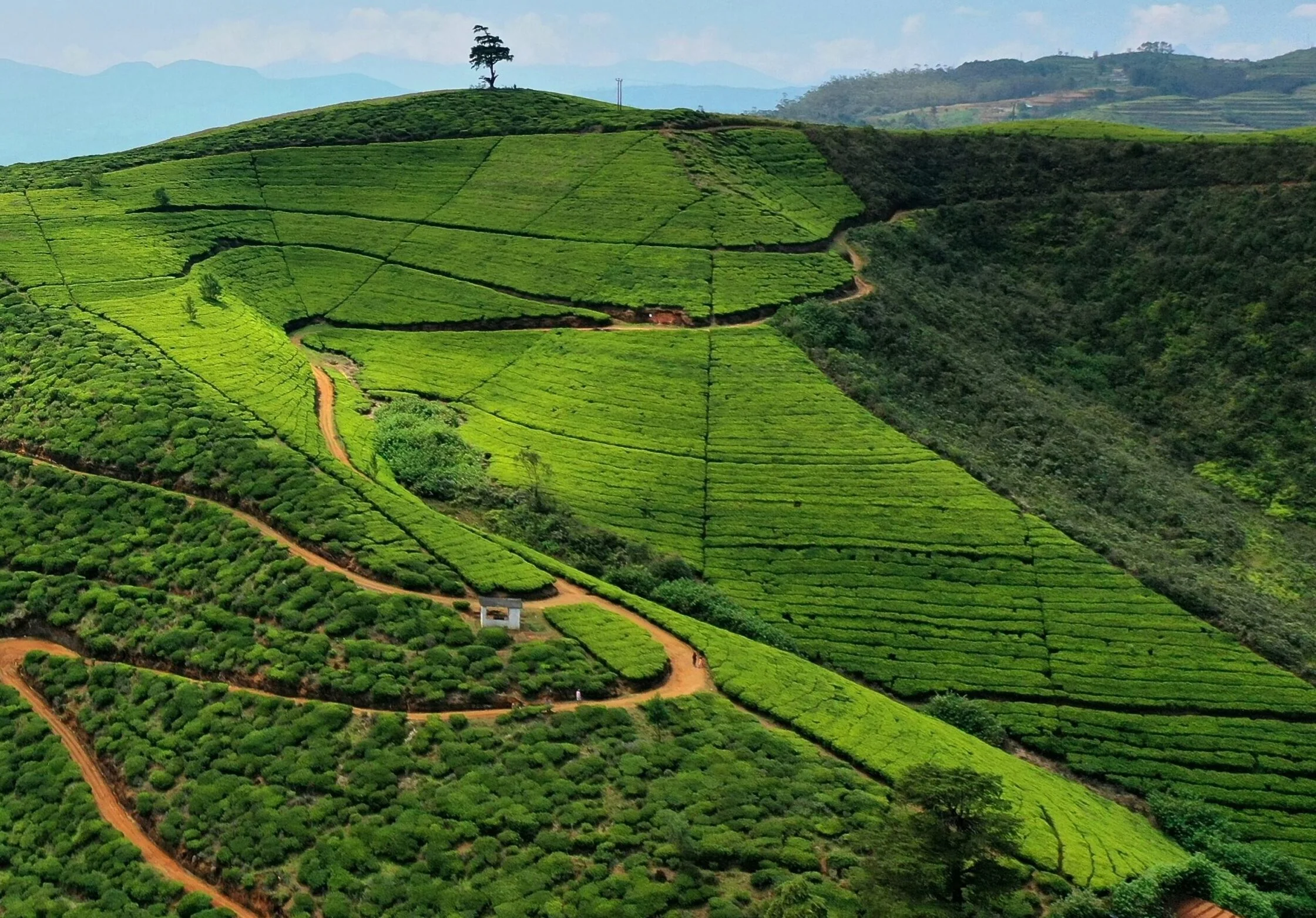 Tea estate in Sri Lanka's hill country
