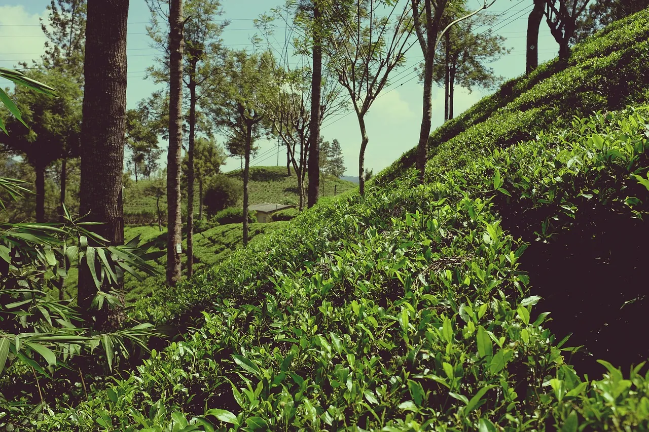 Sri Lanka Hill Country