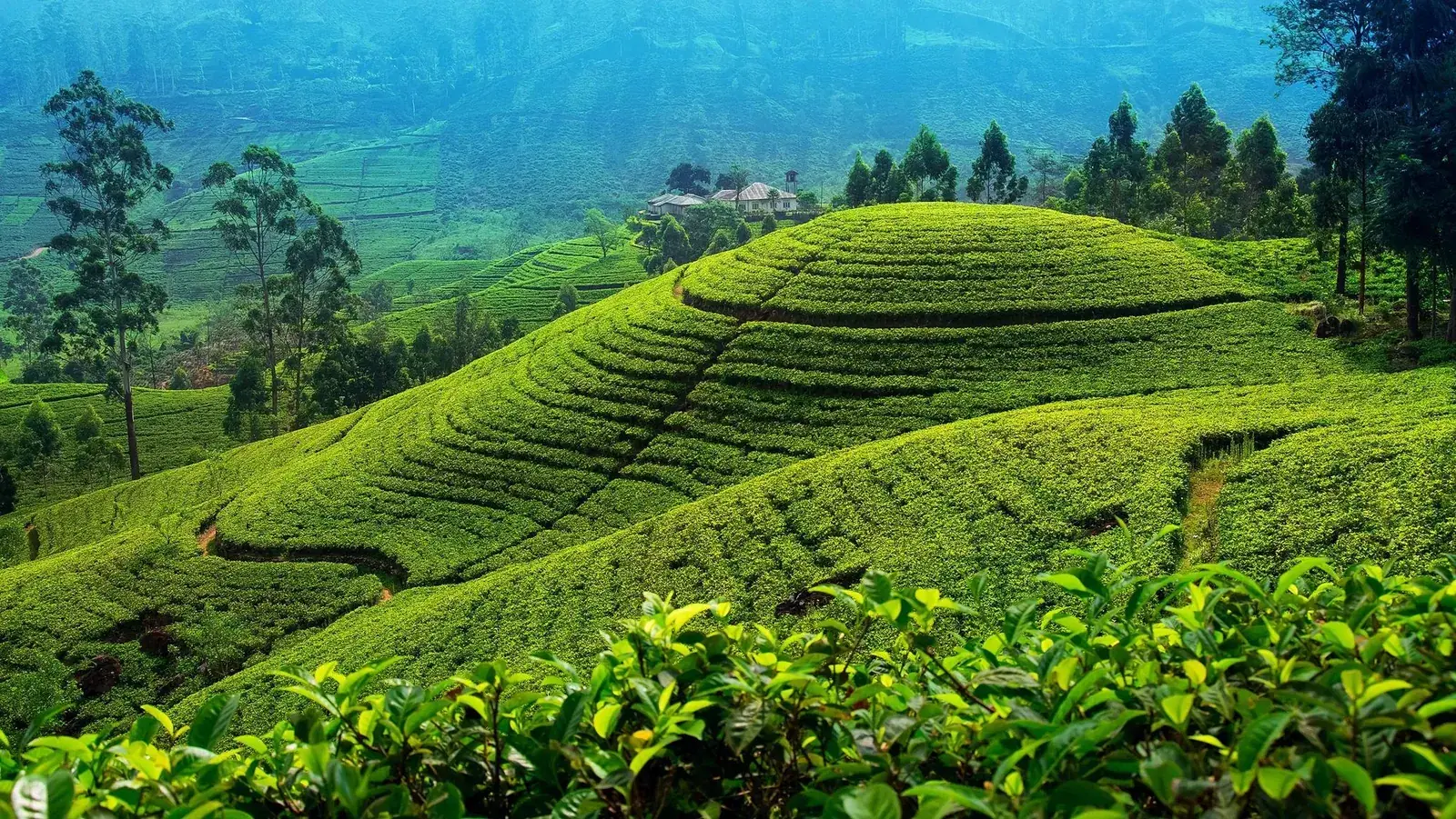 Tea Plantation, Sri Lanka