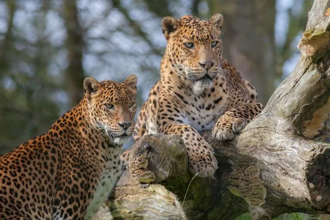 Sri Lankan leopards in the wild