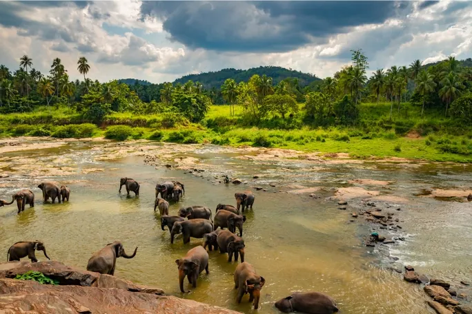 Elephants, Sri Lanka