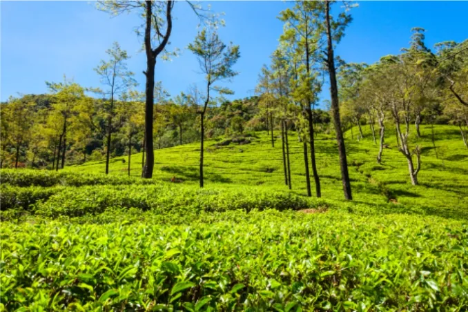 Tea Plantation, Sri Lanka