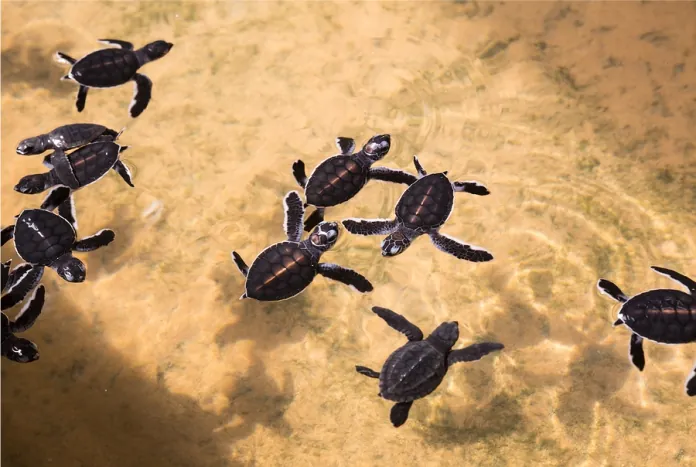 Turtle Hatchery, Sri Lanka