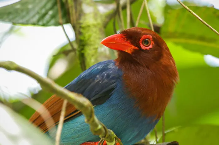 Birds Watching, Sri Lanka