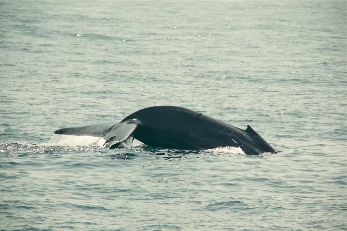 Whale Dolphin Watching, Sri Lanka