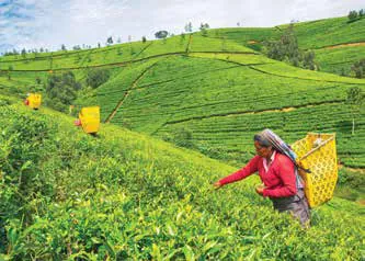 Tea Plantation, Sri Lanka
