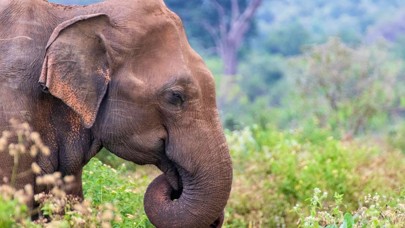 Elephants Sighting, Sri Lanka