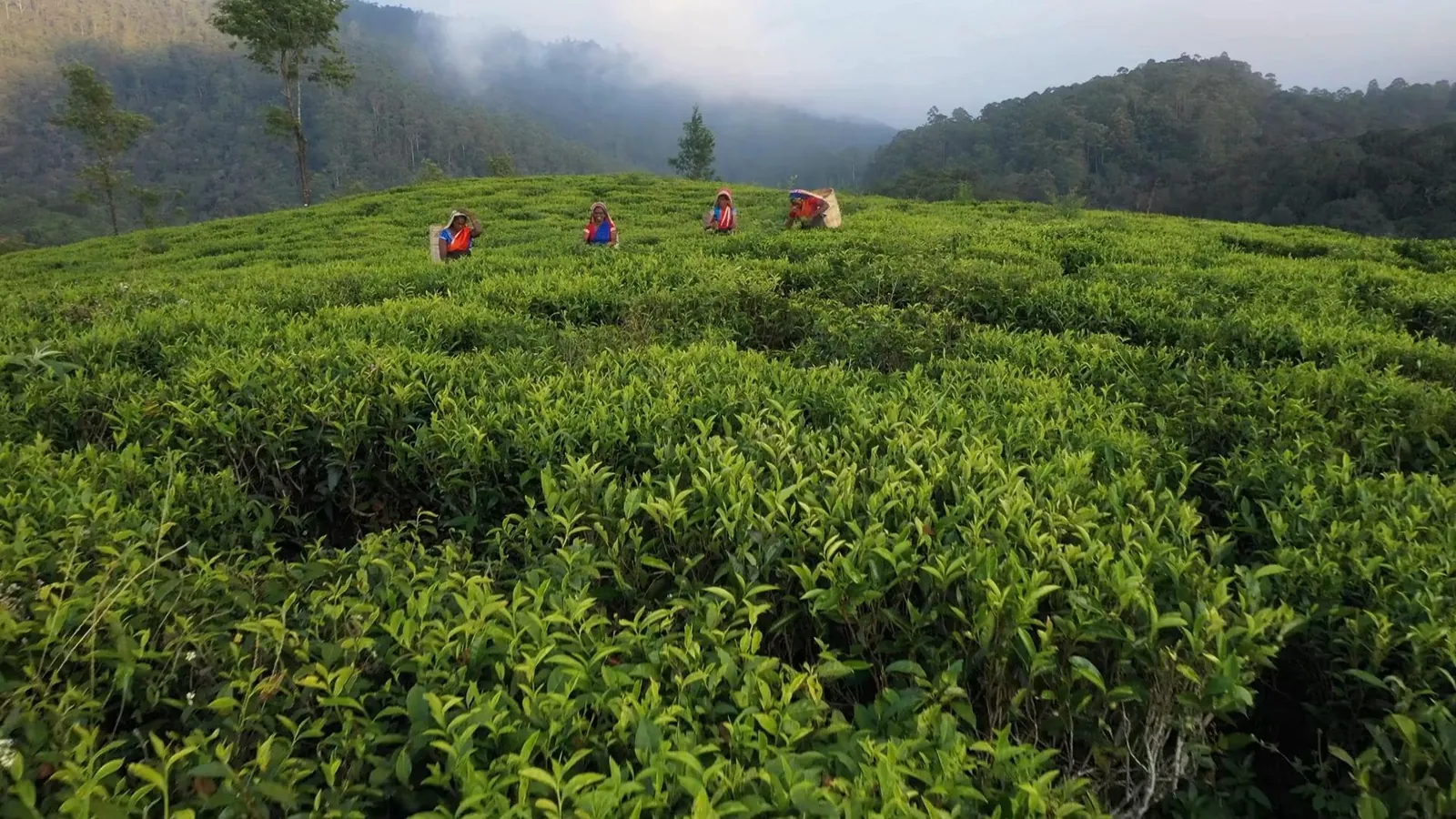 Tea Plantation, Sri Lanka