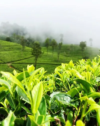Tea Plantation, Sri Lanka