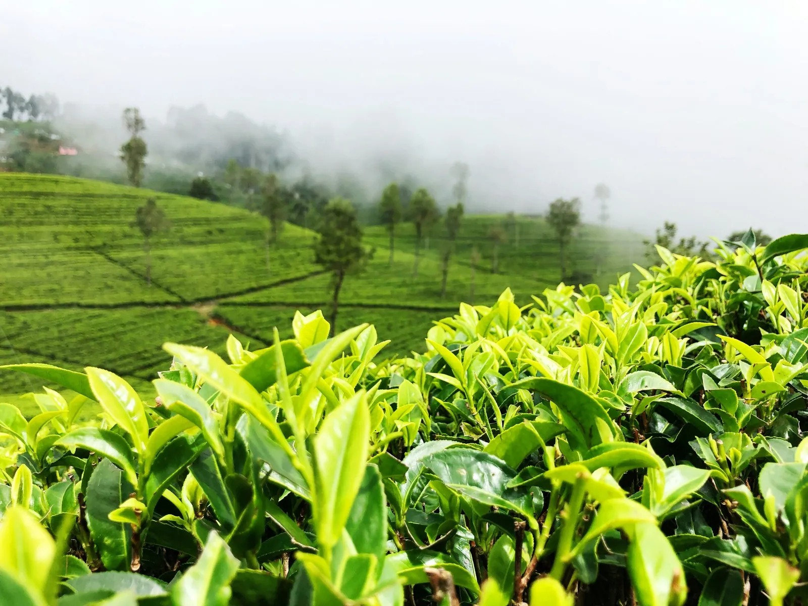 Tea Plantation, Sri Lanka